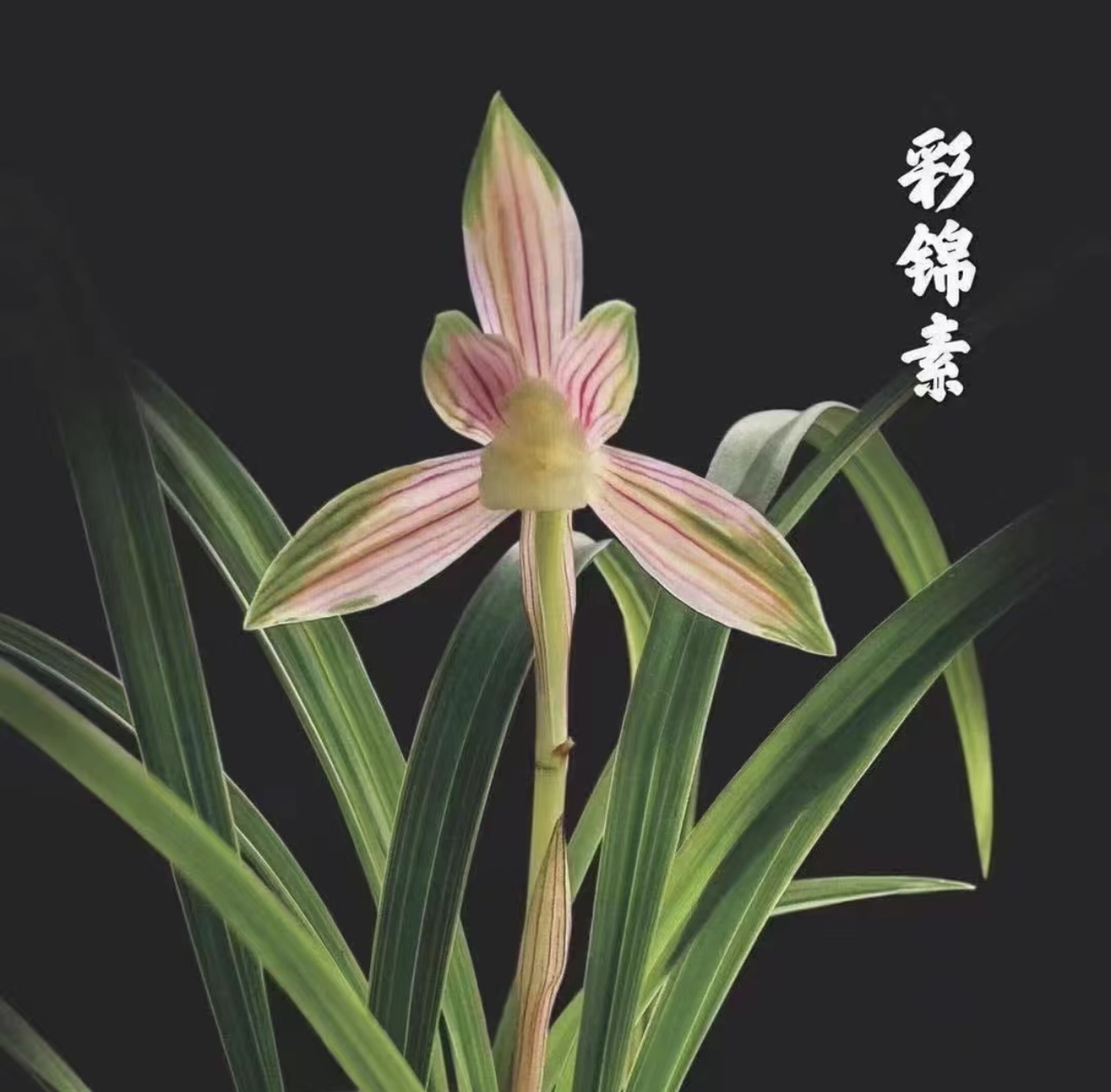 春兰铭品组培艺草彩锦素进化大中斑透艺好养易活花艺双全