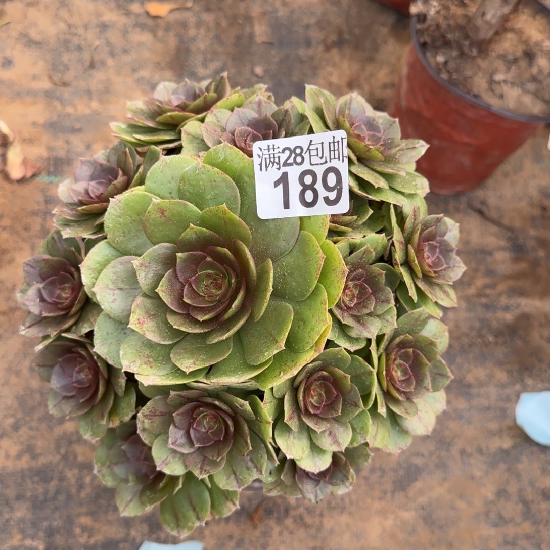 万拉丝多肉189满28包邮断枝不包