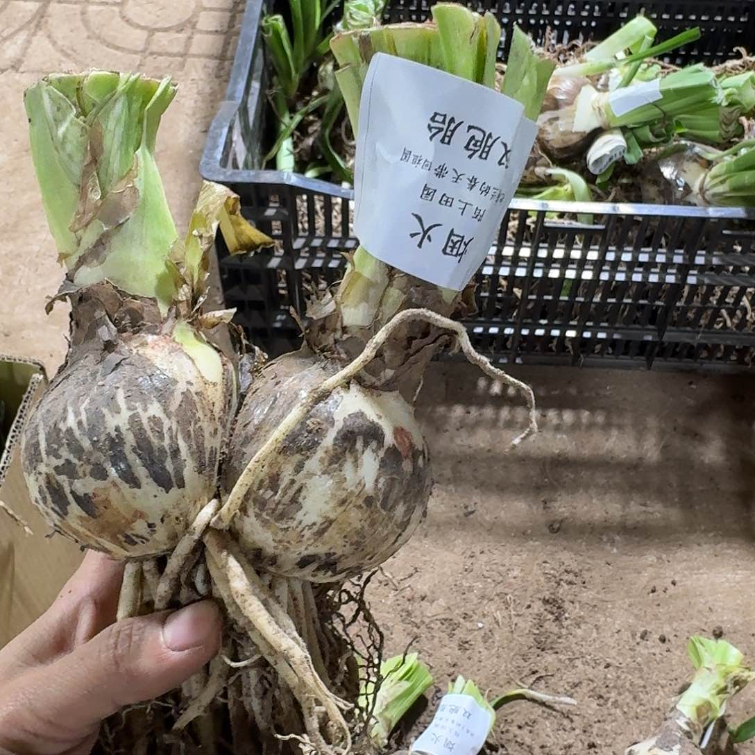 烟火双胞胎开花球发