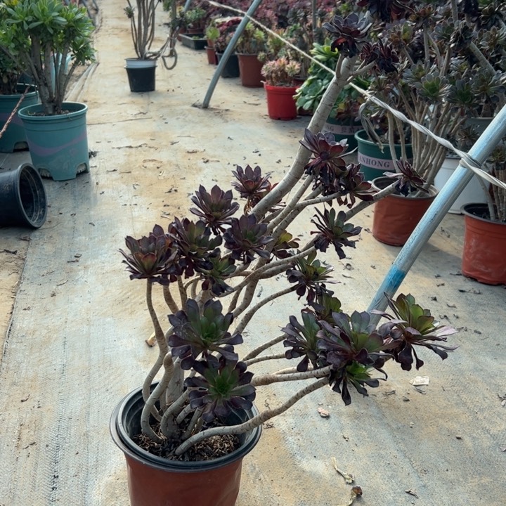 13黑法师多肉多肉多肉