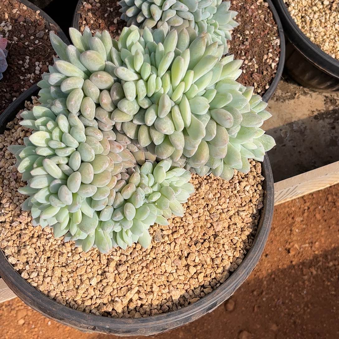 寄养链接的肉肉的肉肉