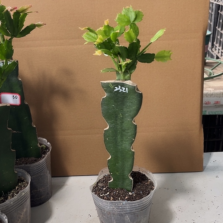 当前无花栽培后可以开花2321