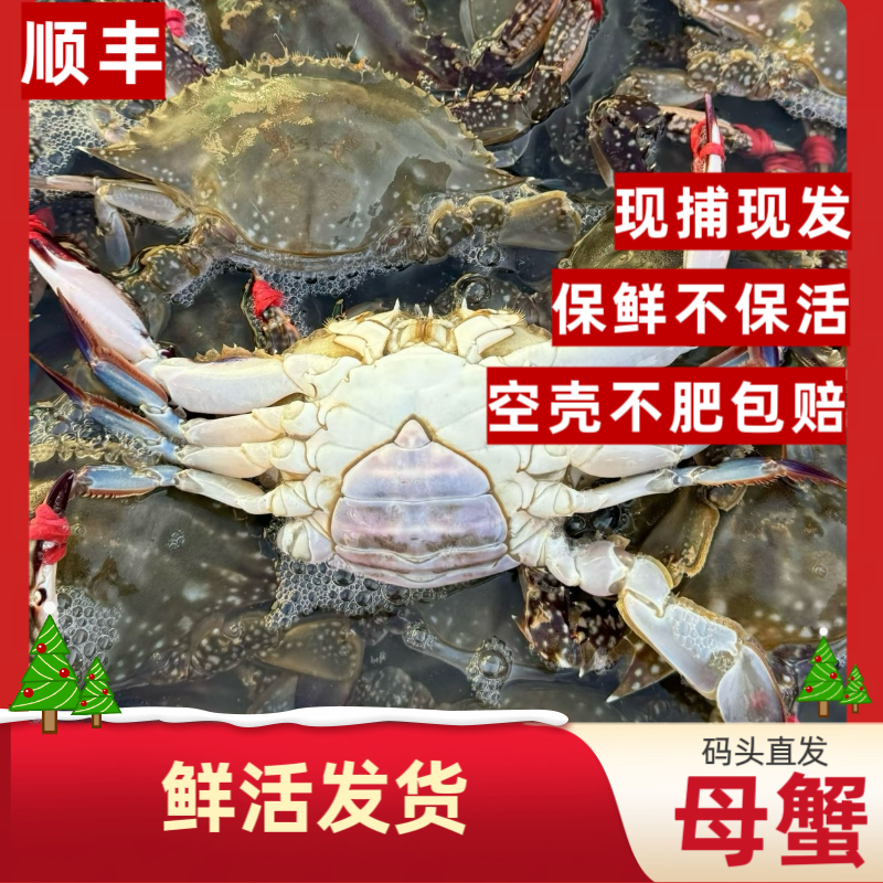 【码头直发】烟台海捕梭子蟹母蟹带黄三点【保鲜不保活】鲜活斤只两