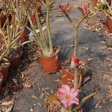 【闪购商品】开*绿桓