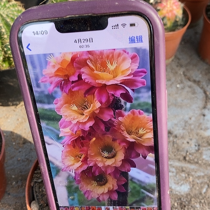 时光仙人球，20903679