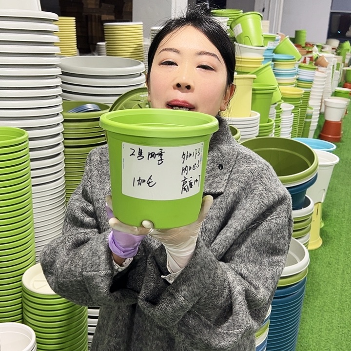 特价2号四季口17高15白色10只无托