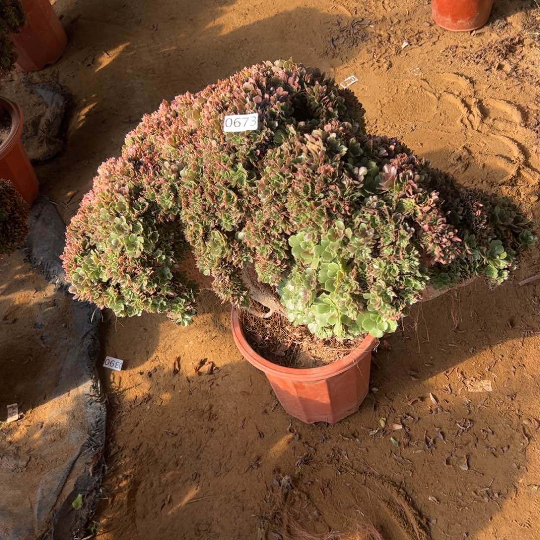 玫瑰朵缀有老伤特价673冠服65