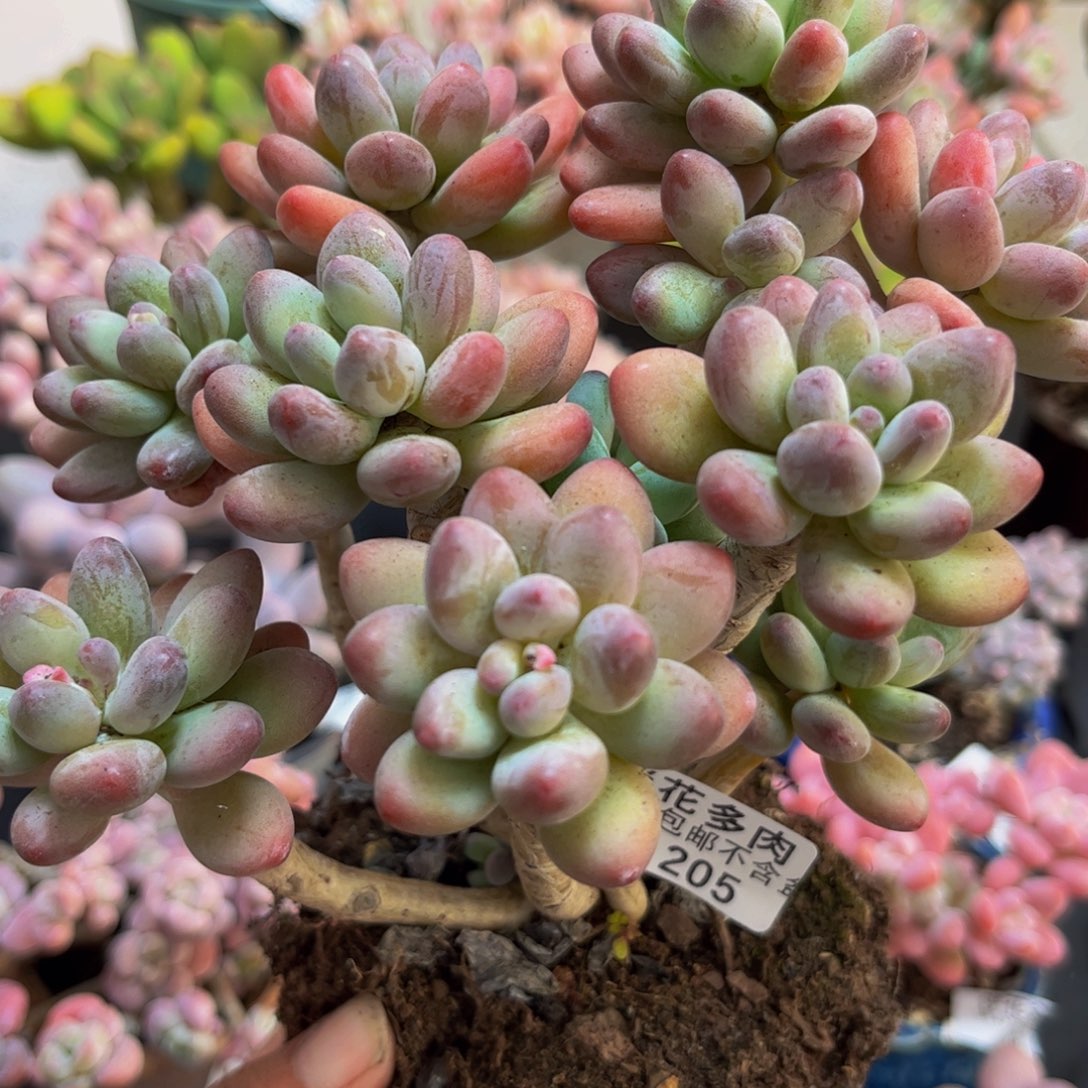 205/13cm苹果美人多肉