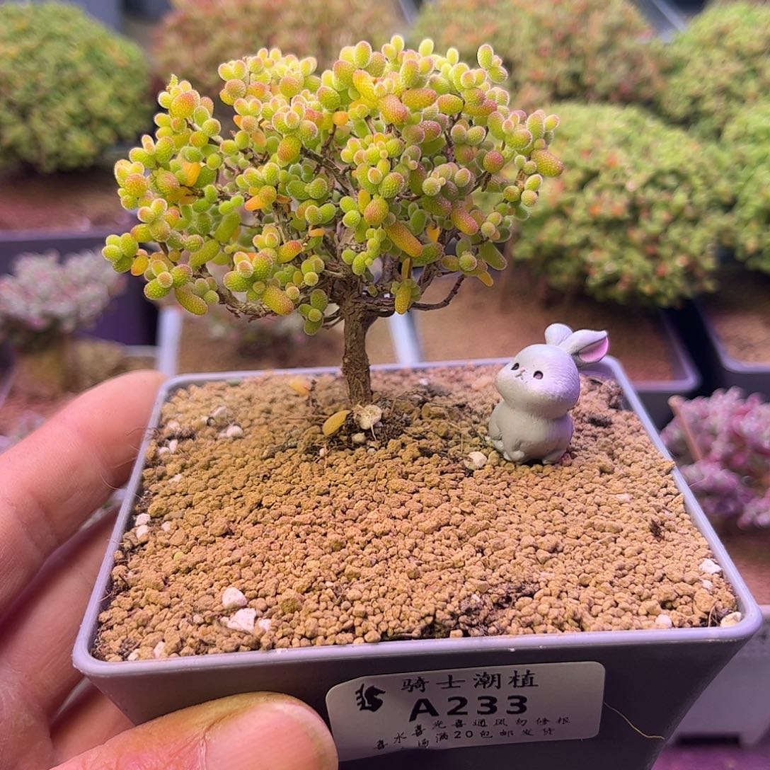 邪***嘎233金桔糖球枝干番杏