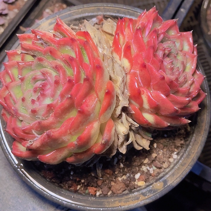 点评人和演员有的才配得出