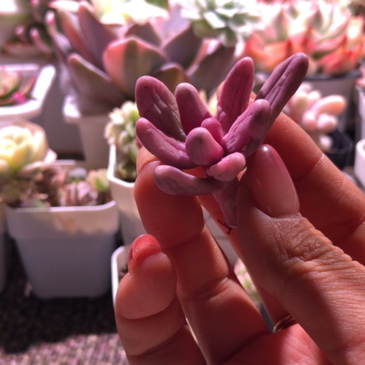 香****红手指覆轮锦有根