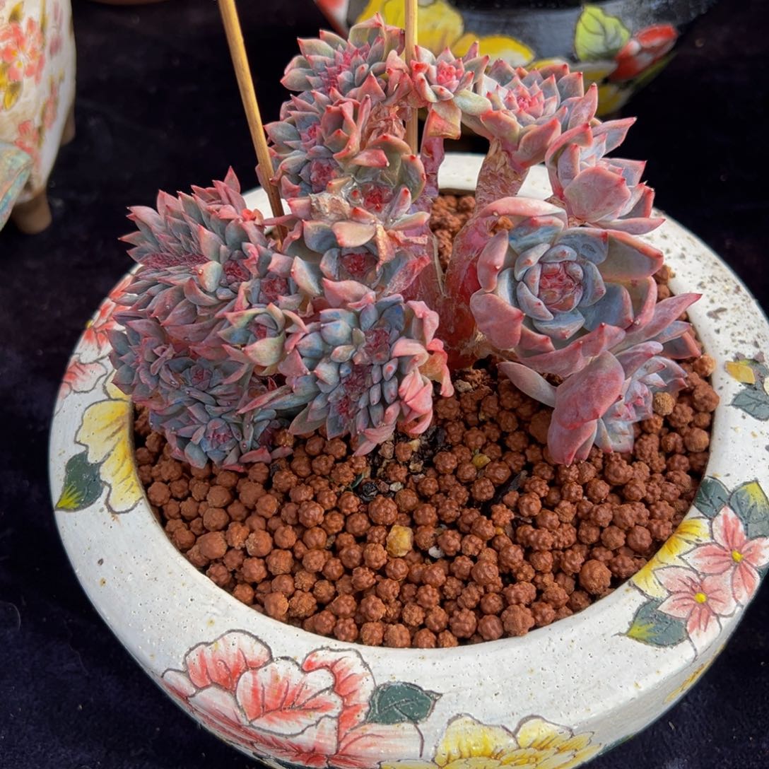 书***包水蜜桃冰魄缀微瑕