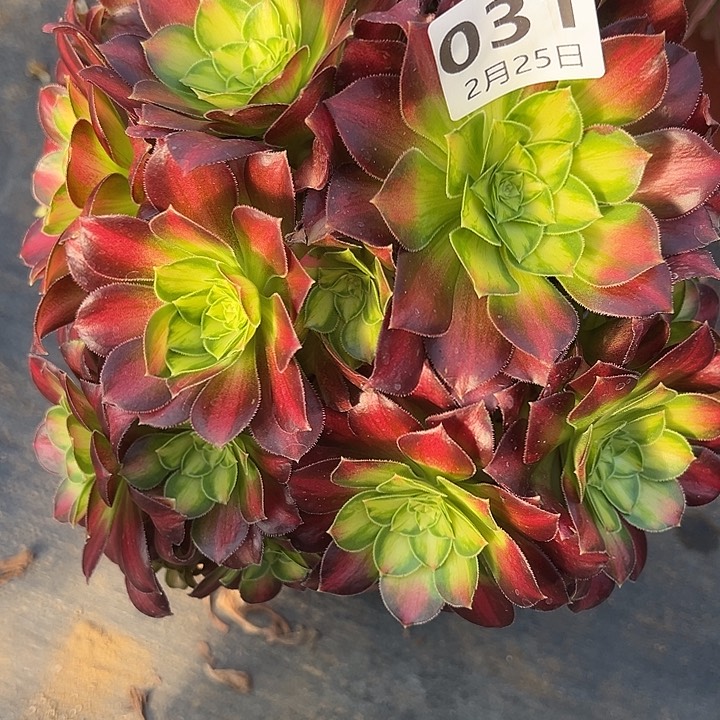 2.25-31韶华多肉植物