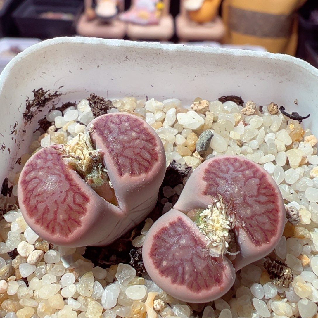 1128-816多肉多肉粉菊