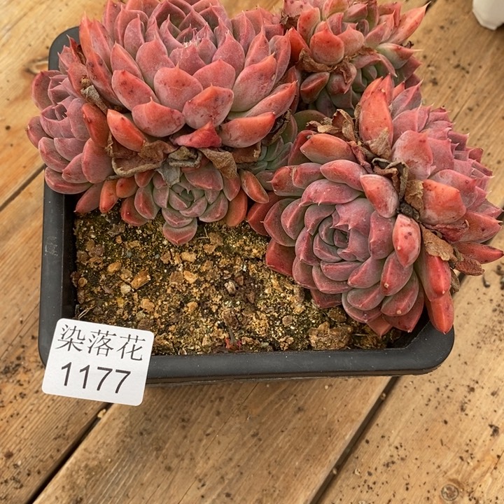 小***嘟精品多肉植物1177