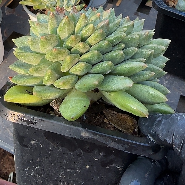青蛙王子儿童牙膏套装11