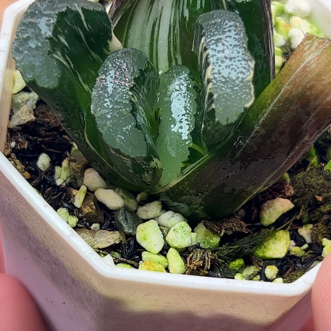 隼杂玉扇锦十二卷多肉