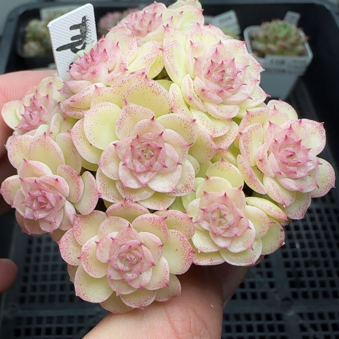 0122-123（TTP-97）