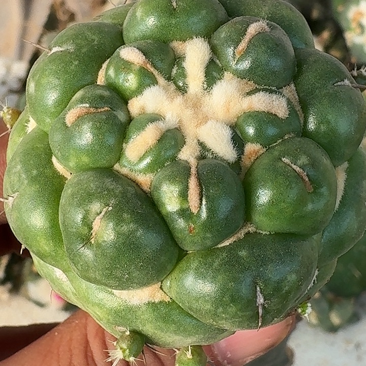 无花朵无刺象牙457