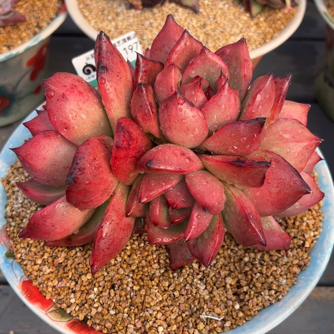 从前慢多肉精选编号0221.197