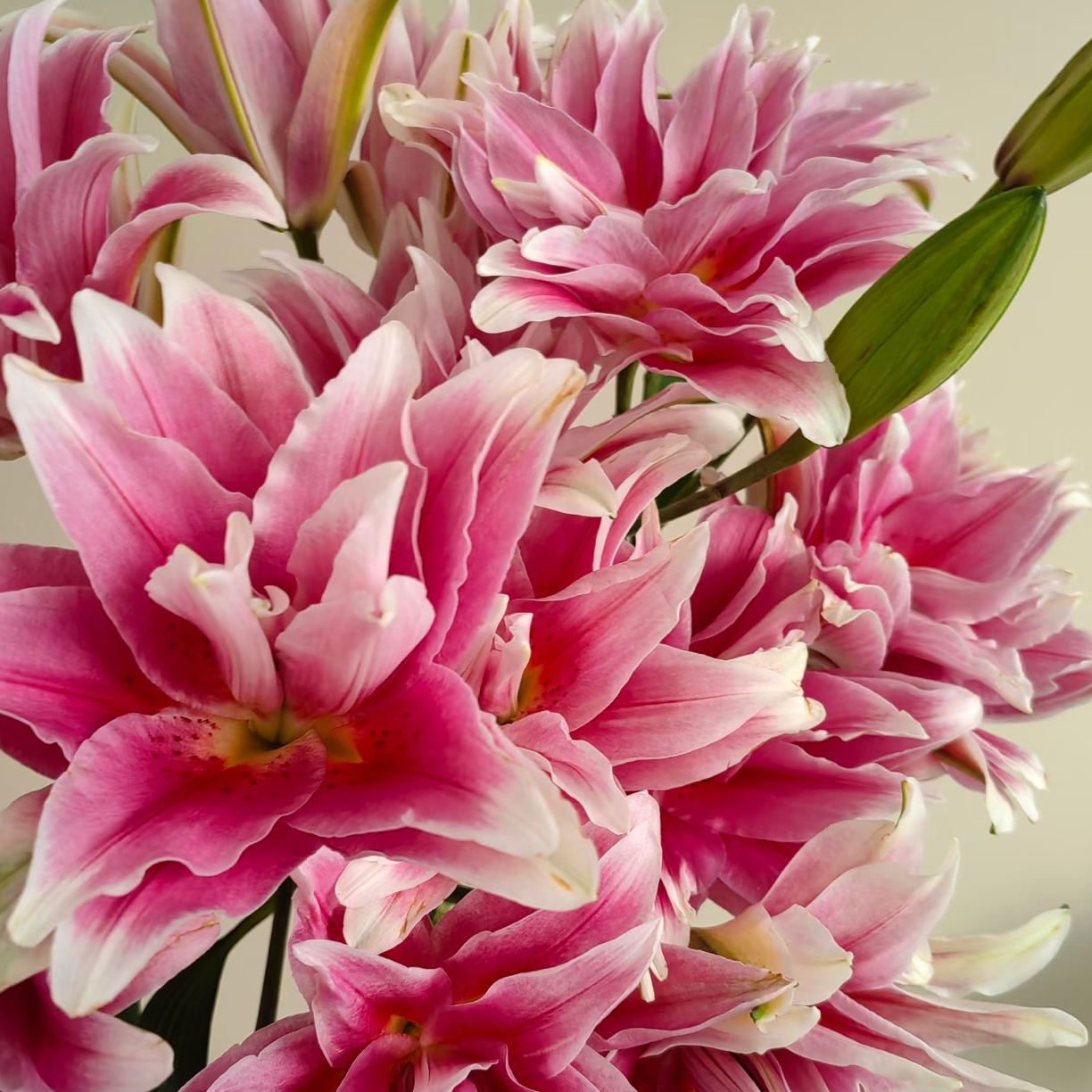 特级（艾莲娜）重瓣瓶插香水百合 东北鲜花原产 黑吉辽蒙 顺丰包邮