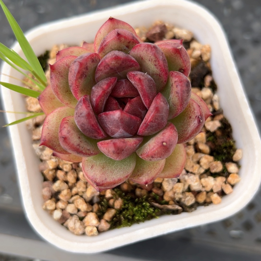 黑玫瑰女王（满38包邮）多肉