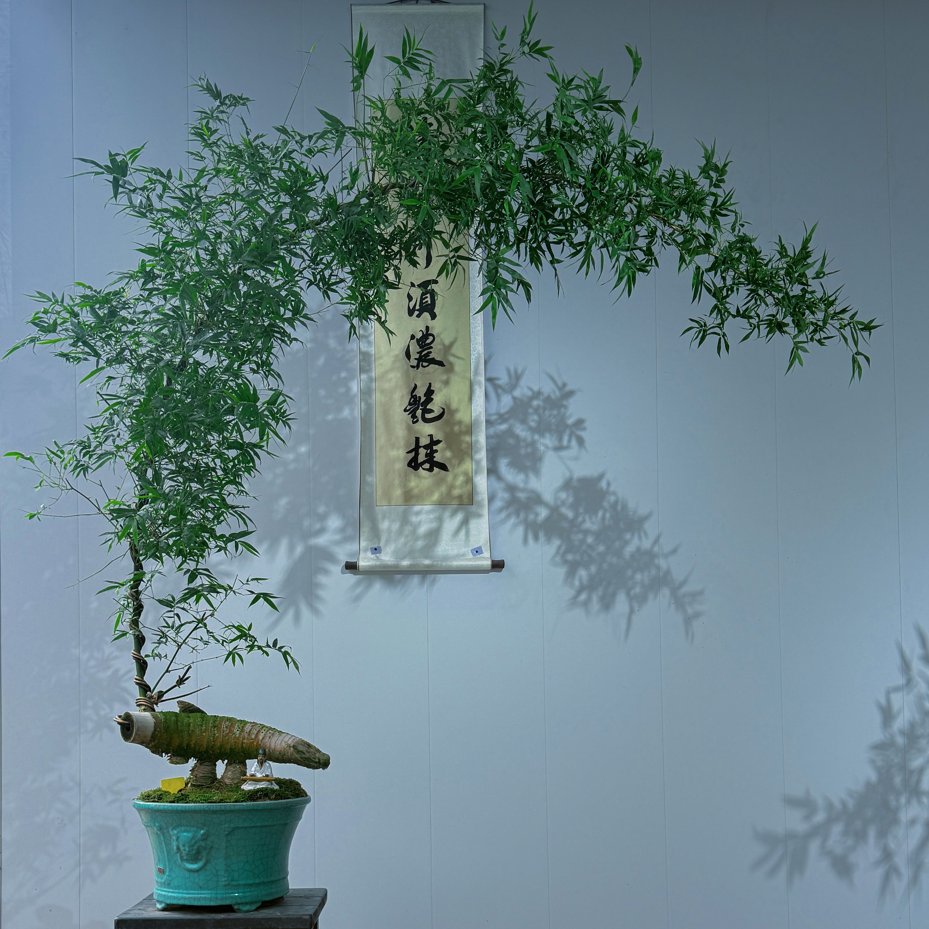 竹韵精品#室内茶台高端盆景小叶簕竹怪桩，历经岁月洗礼，竹韵清雅