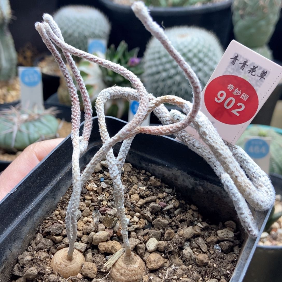 实生七年双头武辉加四头武辉丸