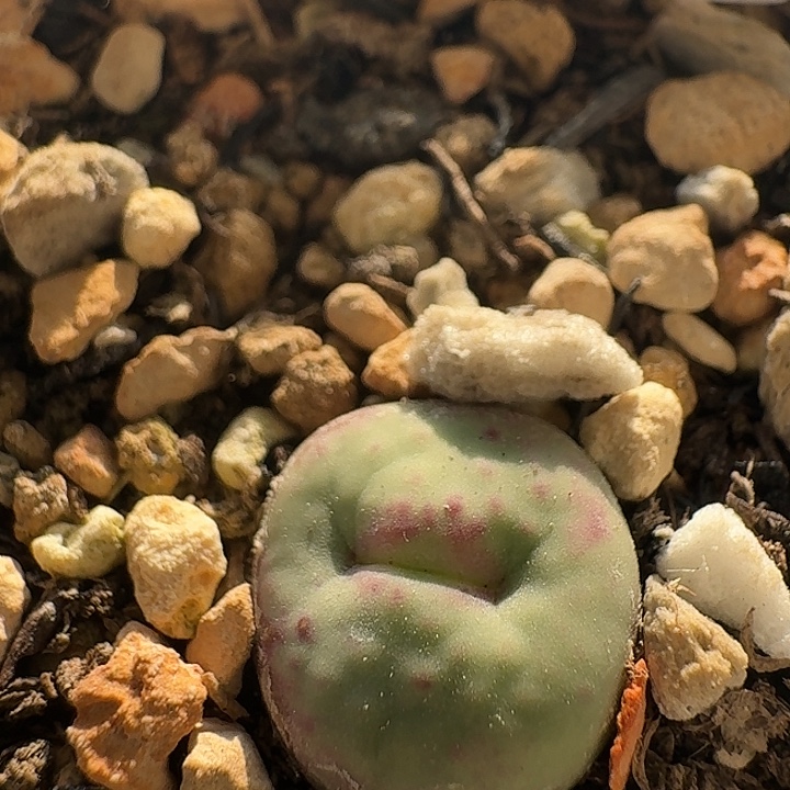 230 小红嘴肉锥。    