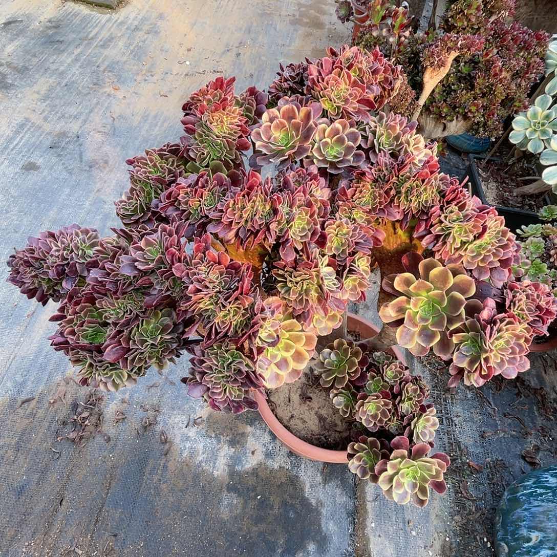 【闪购商品】全部花朵欧嘉莉