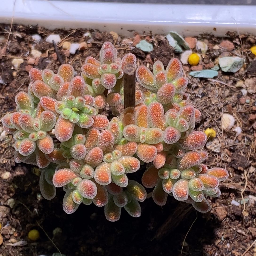 冰晶枝干番杏581