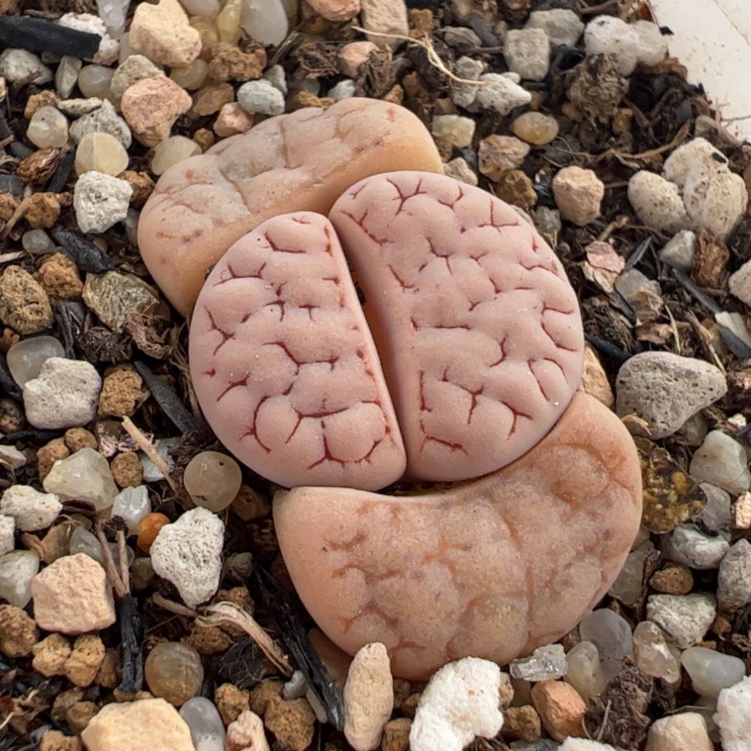 082多肉植物组合