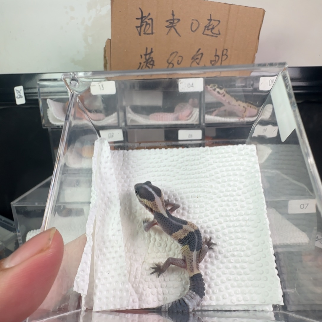 豹纹守宫原色直线瘾奥幽祖妹妹