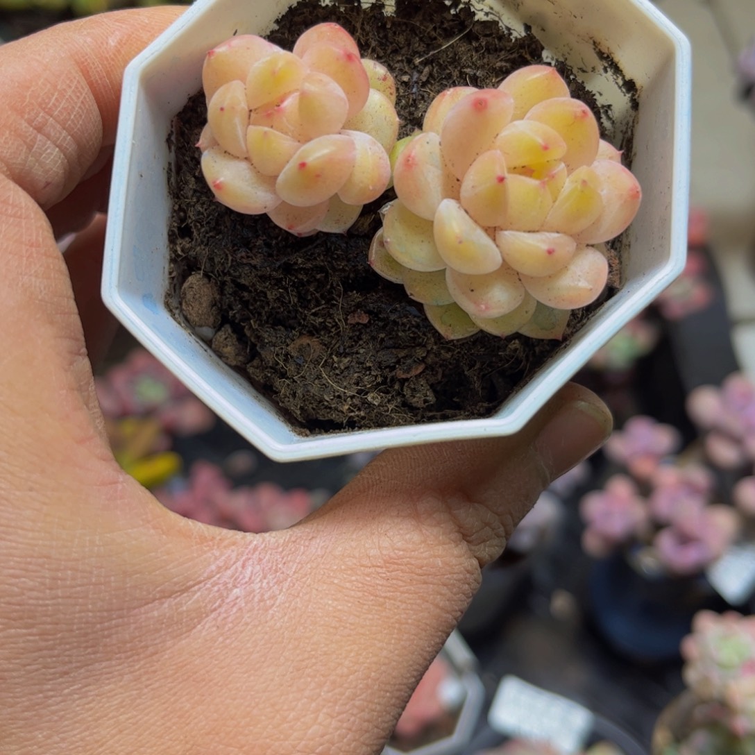 蜡***新330-5厘米多肉植物