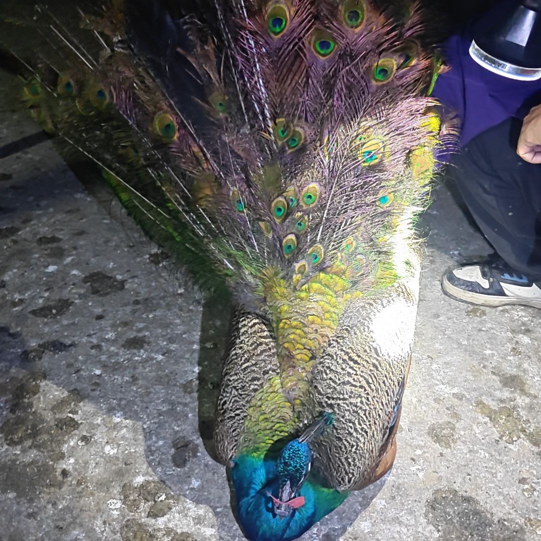 珍珠鸡12000120033