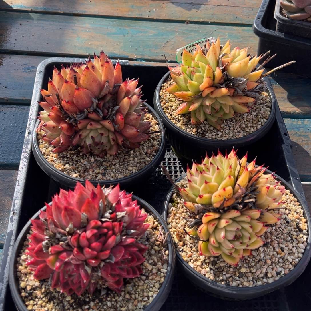 从前慢多肉精选编号0123.130