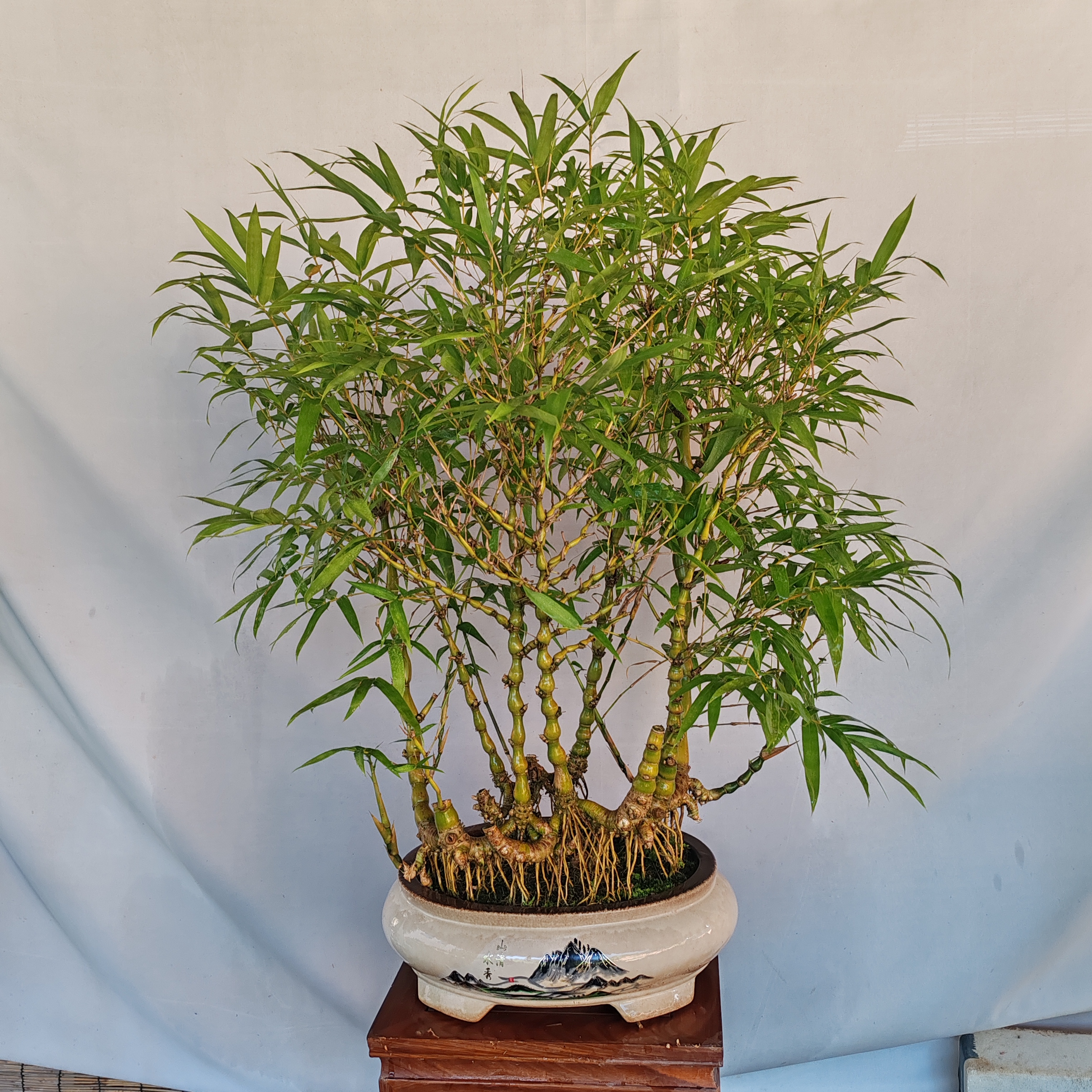 佛肚竹盆景四季常青耐寒观赏盆栽适合阳台办公室摆放