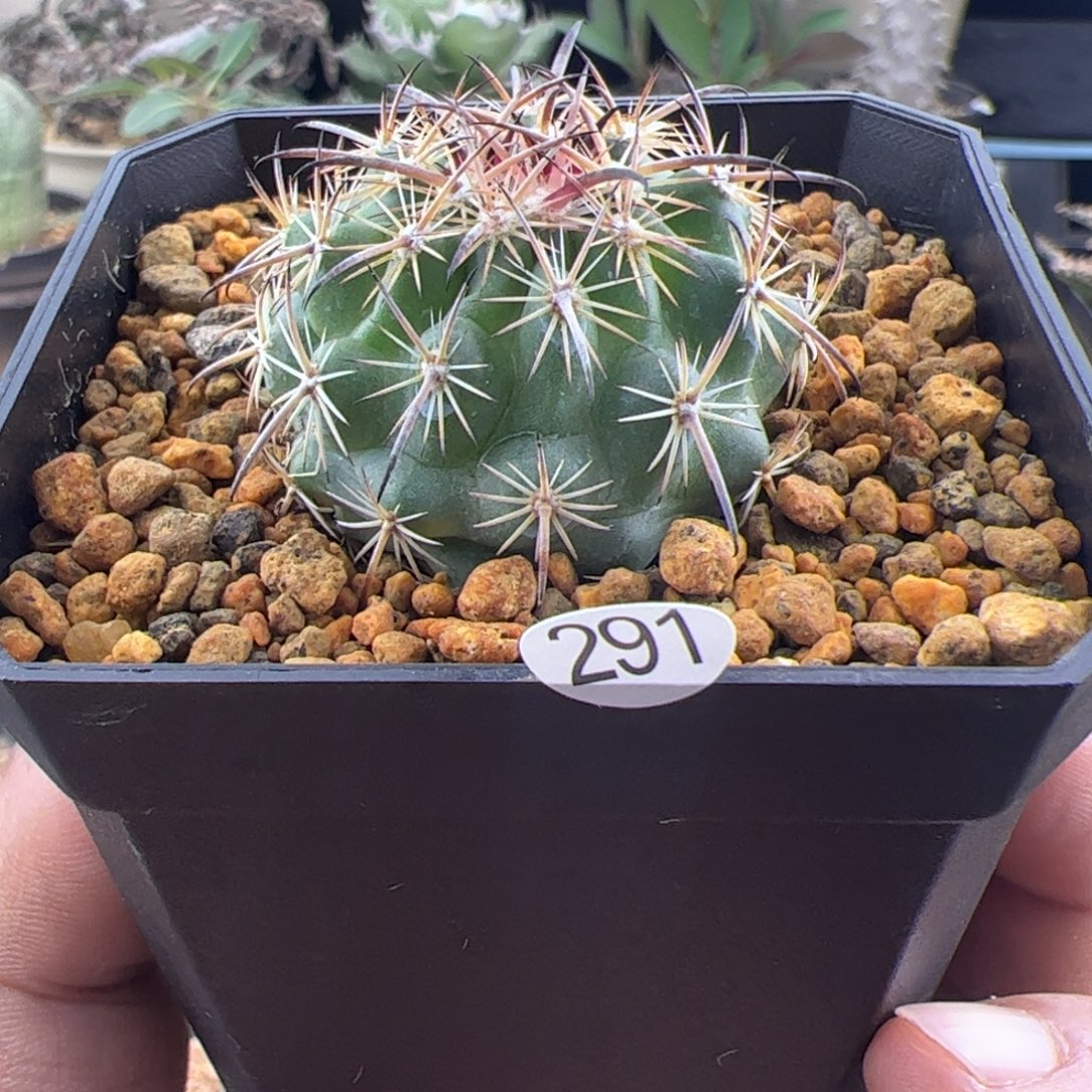 虎爪玉一物一拍291