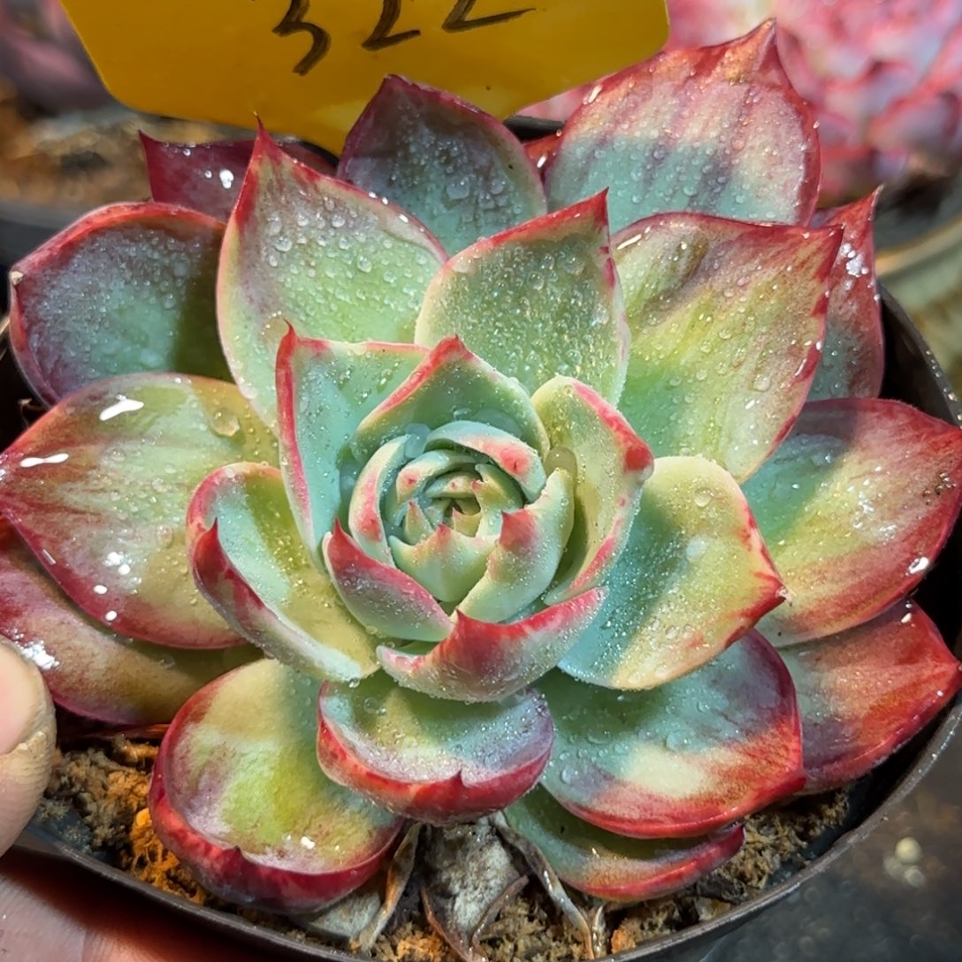 惊鸿一物一拍包装收缩花旱322