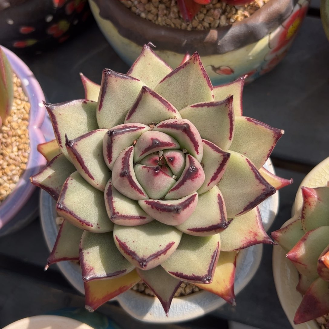 多肉一物一拍0220-94