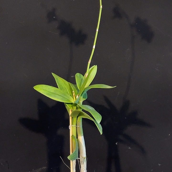 完全开放2232泰国渊昭