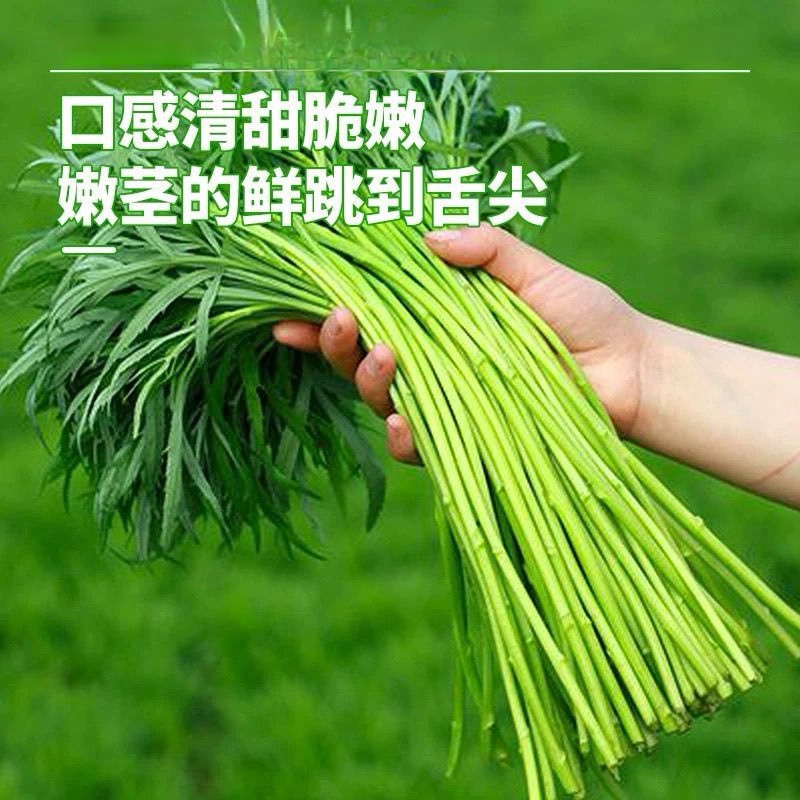 湖北武汉黎蒿现摘现发农家自种蔬菜嫩黎蒿杆子清炒火锅凉拌烧腊肉