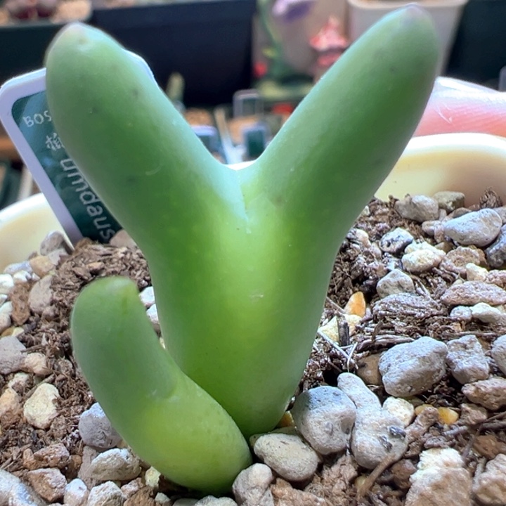 329。 优选正版皮卡丘。 限定福利。  