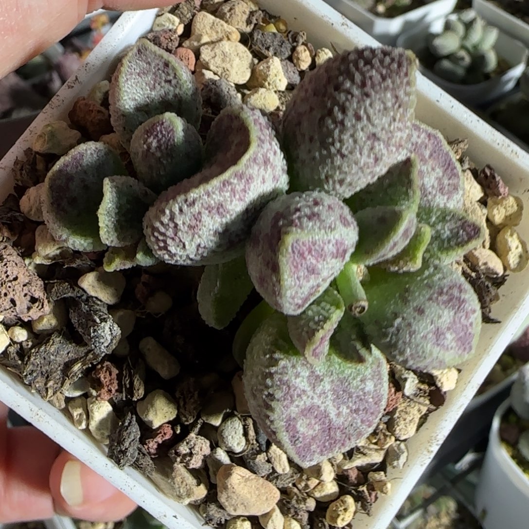 孔雀翎多肉植物水泡