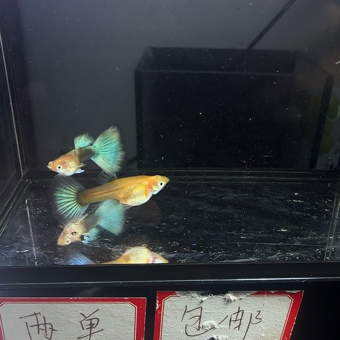 孔雀鱼黄化蓝礼服欧意一对