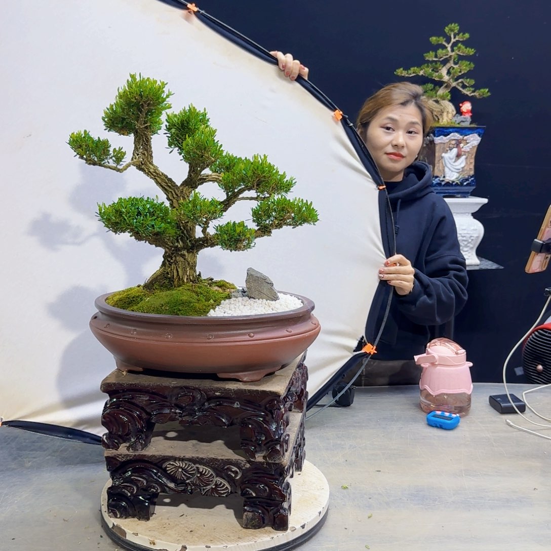 高端黄杨盆景艺术