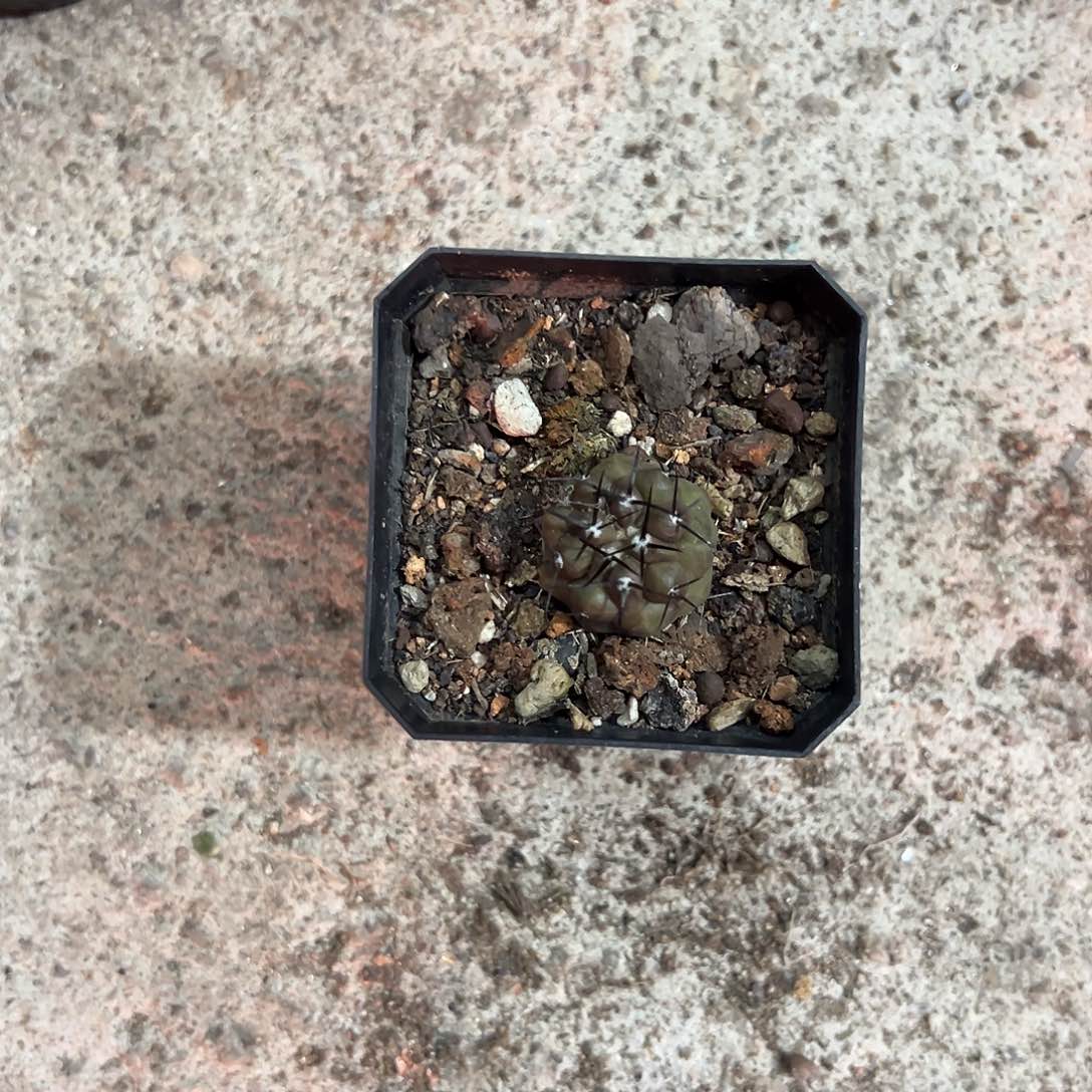 不****a球生长发肓植物
