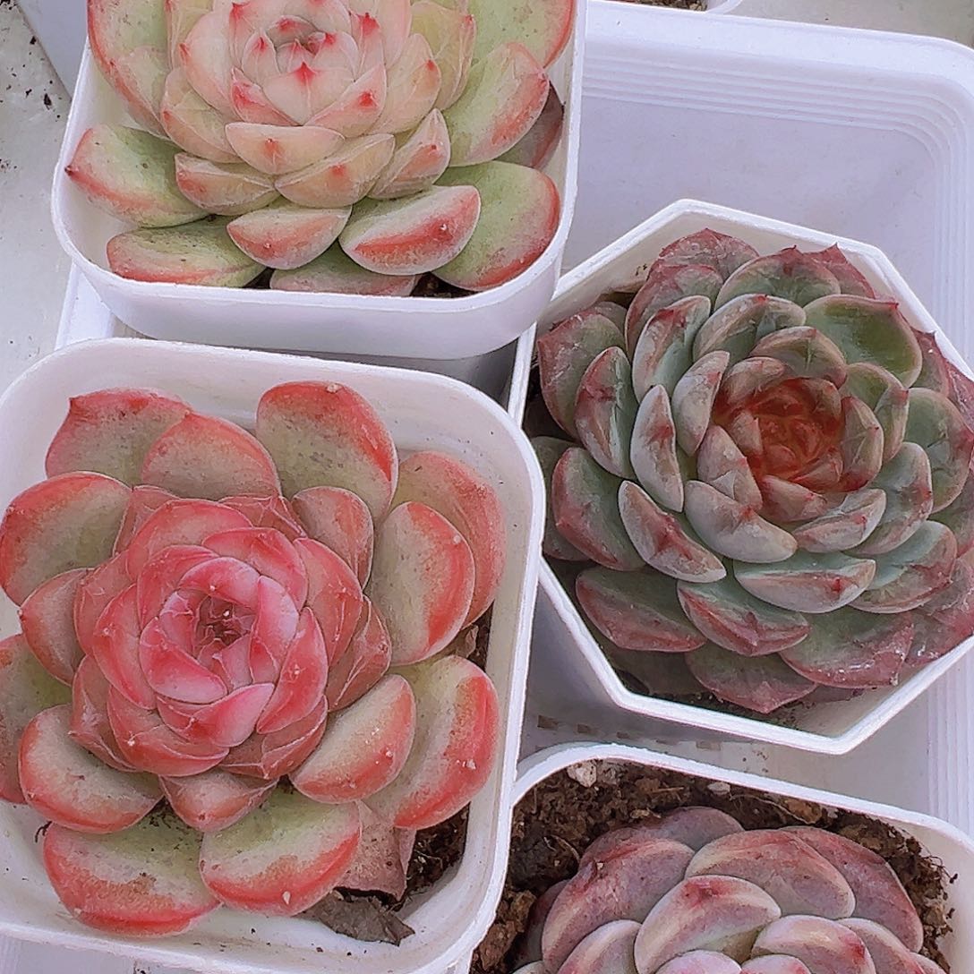 玉笛玉琴鹅特葡珍妮