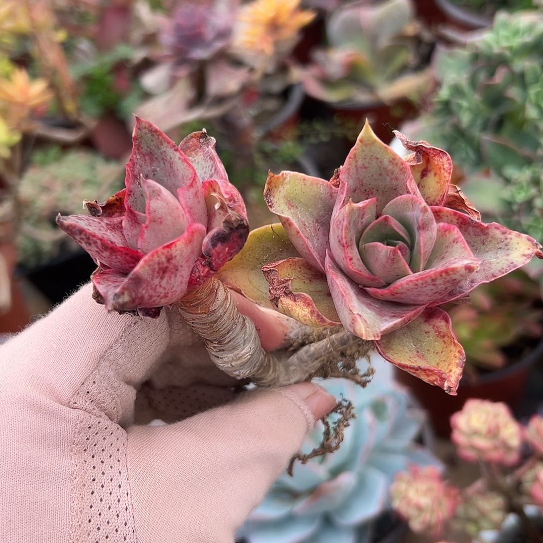 多肉植物大河之舞