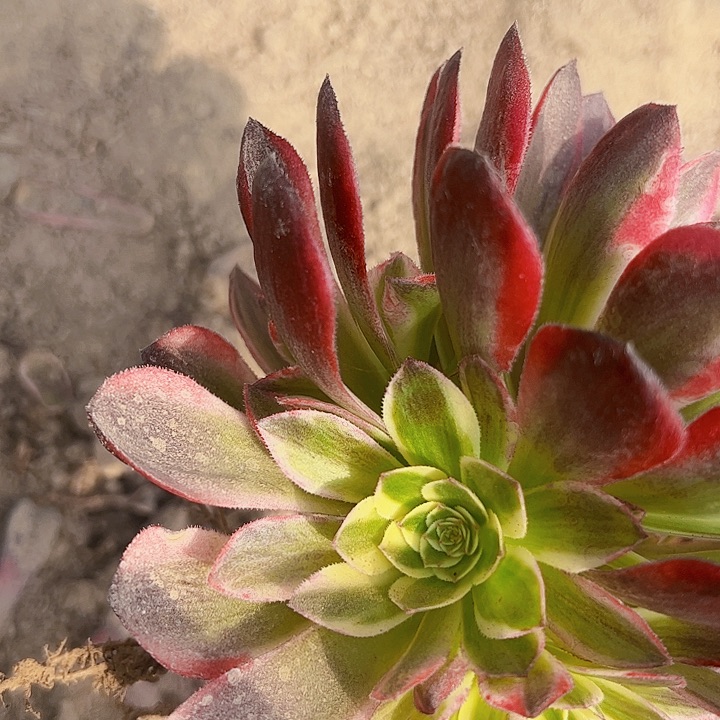 玉滋1283 多肉植物法师